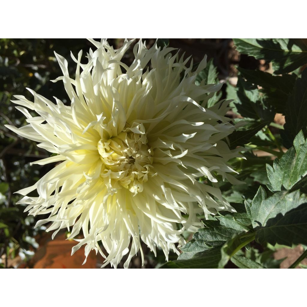 Dalia cactus Tsuki Yori no Shisha