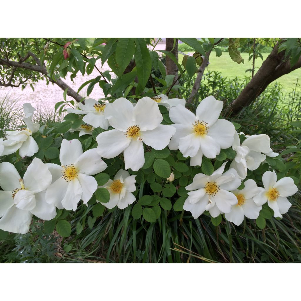 Rosa polyantha Nevada