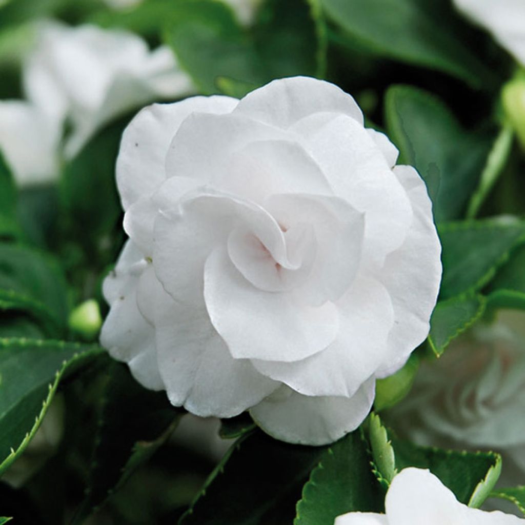 Impatiens Double Walleriana blanc - Fiore di vetro