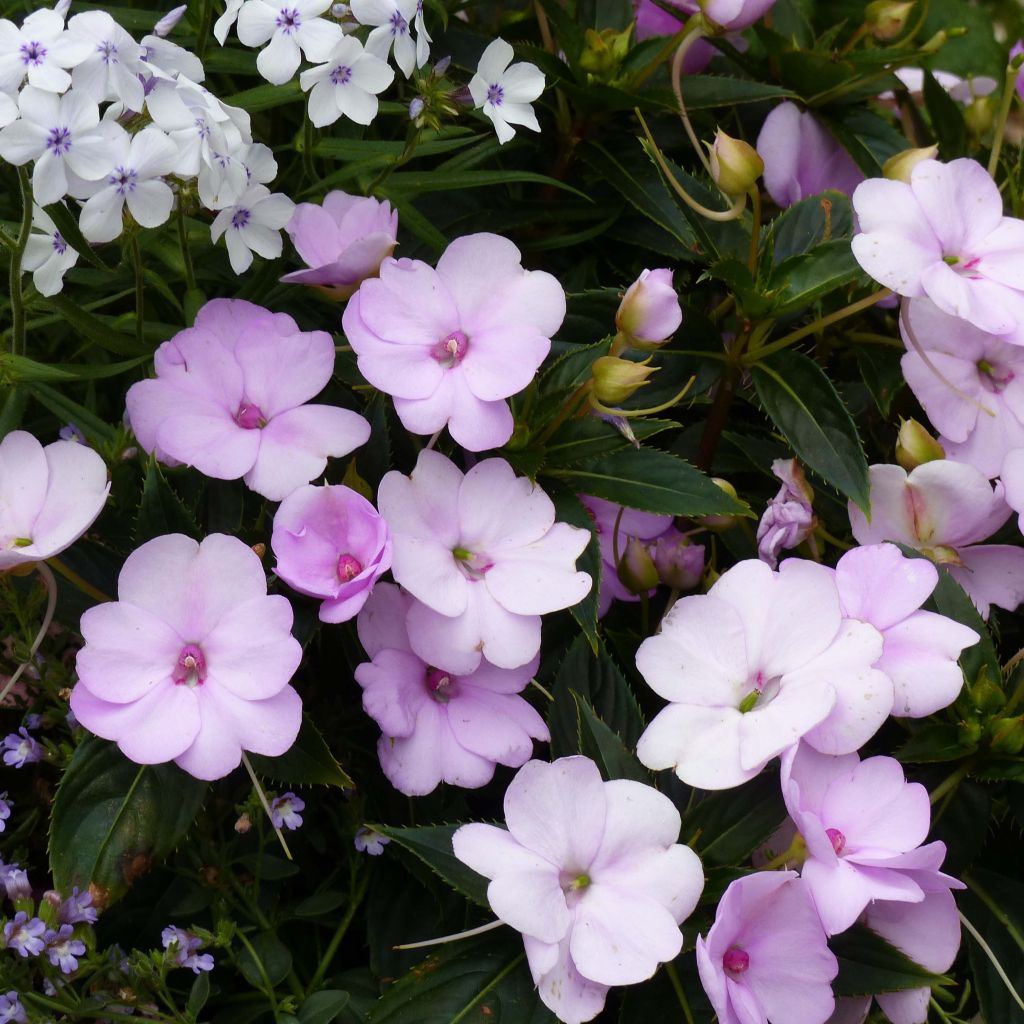 Impatiens Sunpatiens Compact Orchid Blush - Fiore di vetro