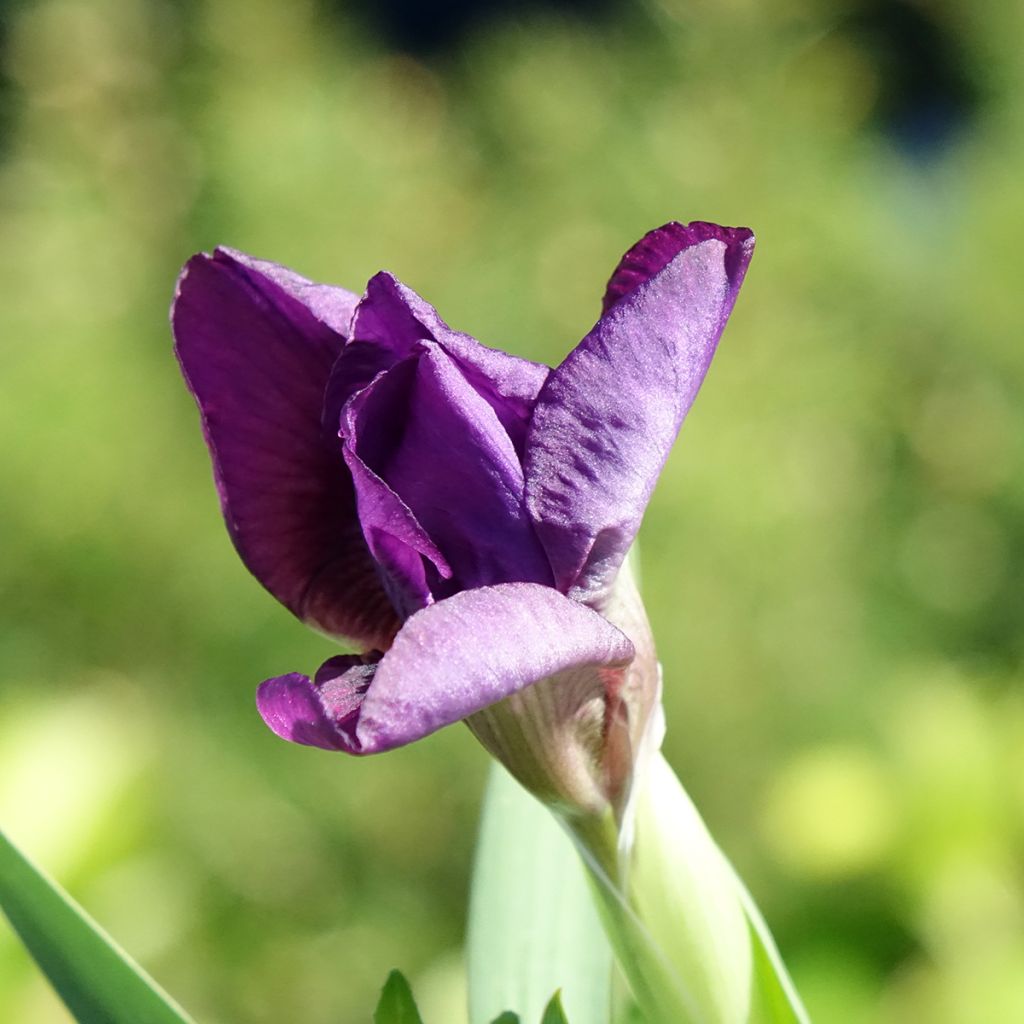 Iris germanica Color me Rose - Giaggiolo paonazzo