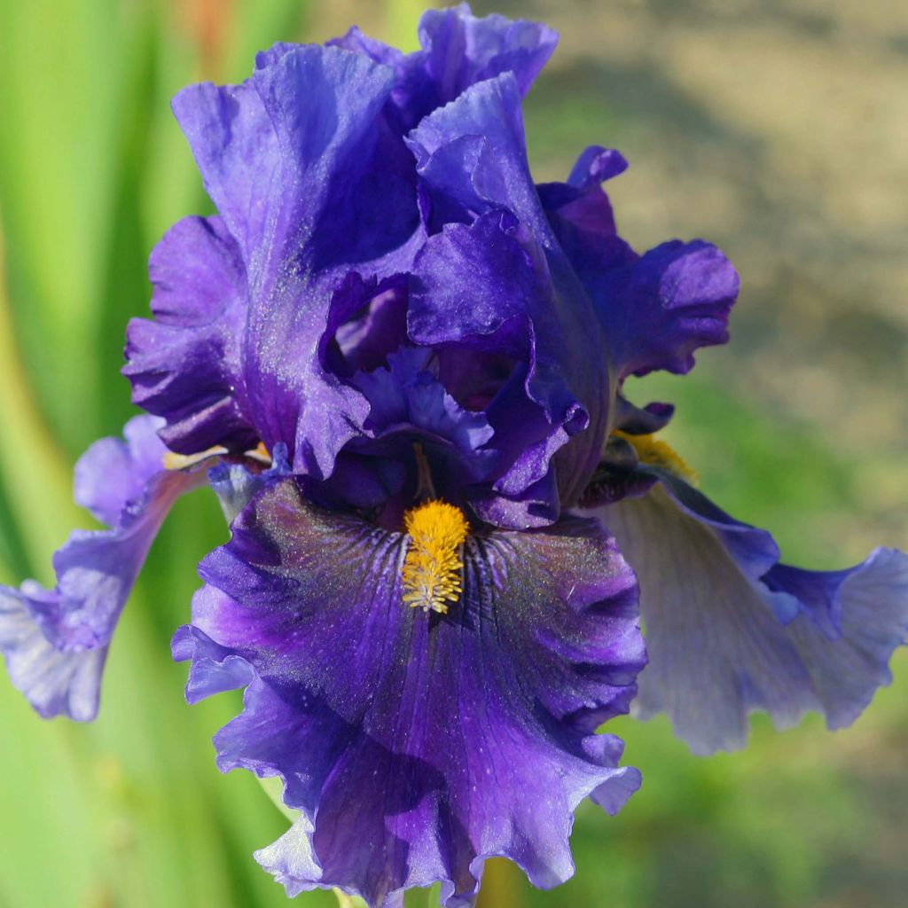 Iris germanica Deep Dark Secret - Giaggiolo paonazzo