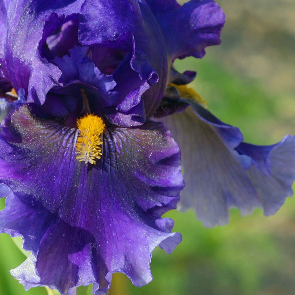 Iris germanica Deep Dark Secret - Giaggiolo paonazzo