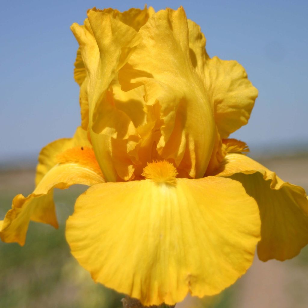 Iris germanica Gold Galore - Giaggiolo paonazzo
