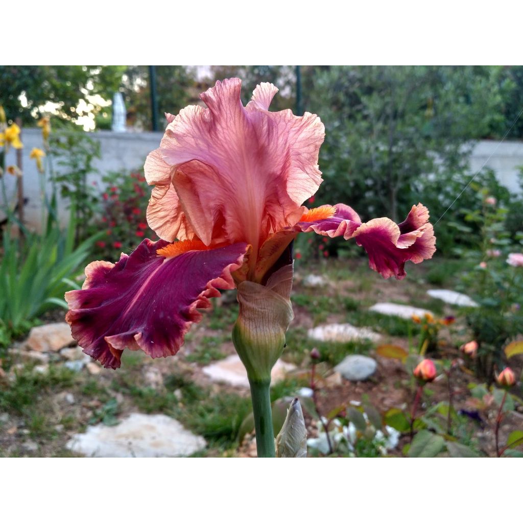 Iris germanica Impressionist - Giaggiolo paonazzo