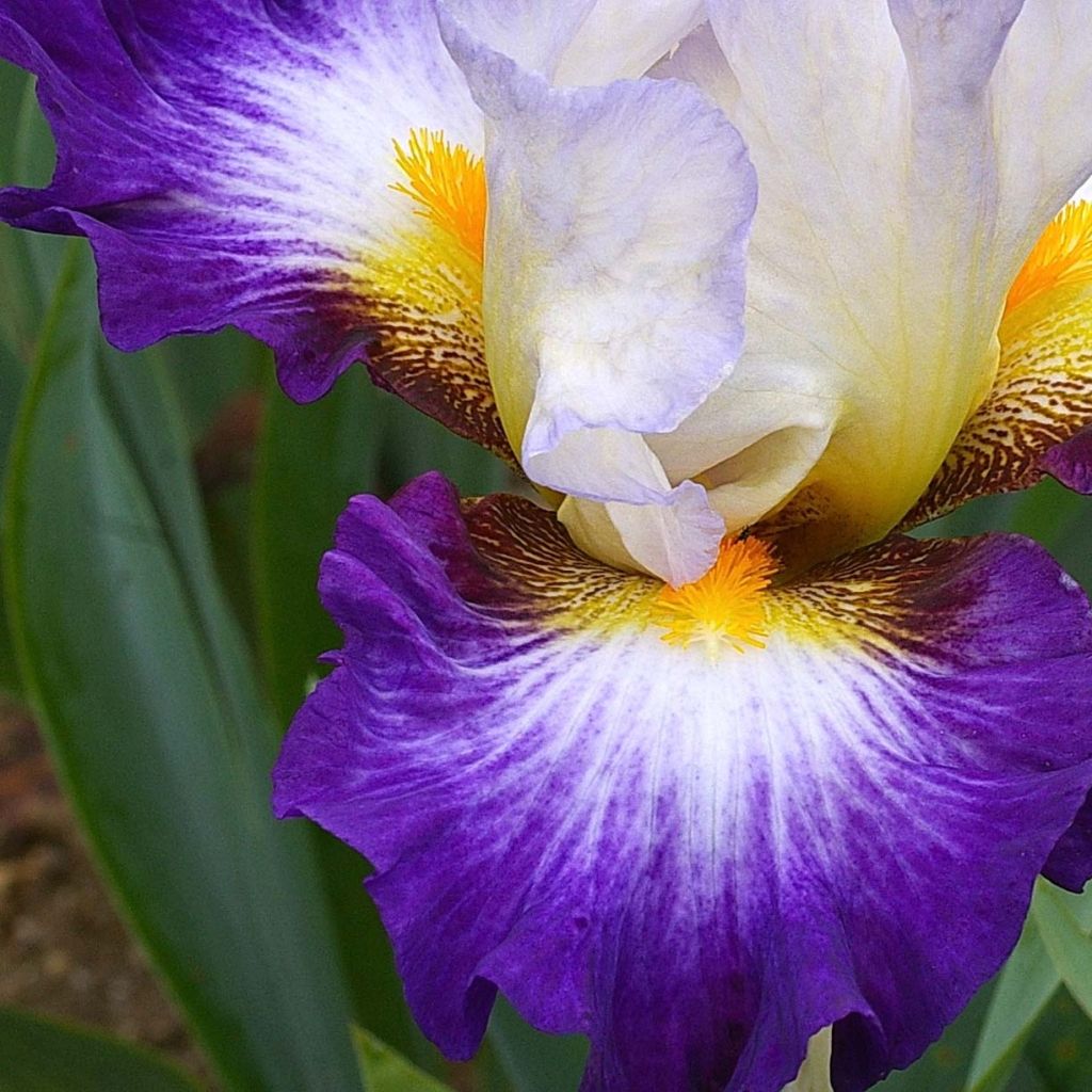 Iris germanica Irisades - Giaggiolo paonazzo
