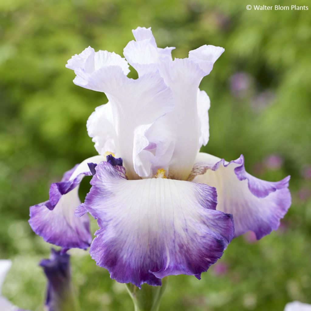 Iris germanica Pastel Printanier - Giaggiolo paonazzo