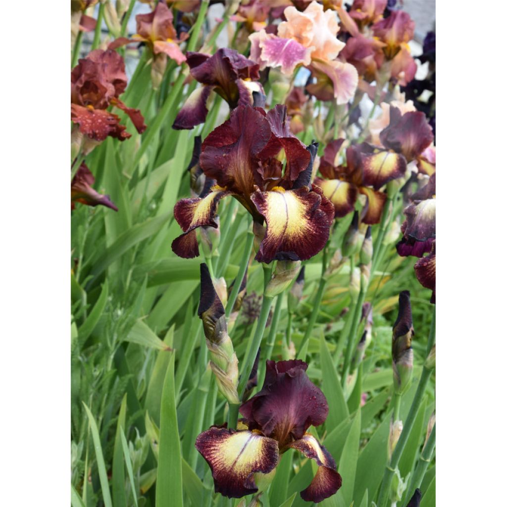 Iris germanica Provençal - Giaggiolo paonazzo