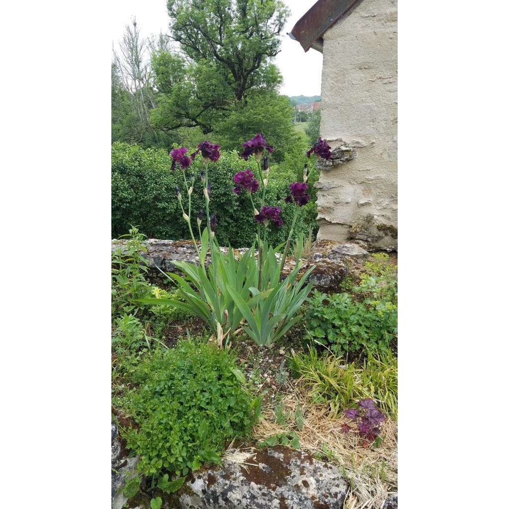 Iris germanica Raspberry Wine - Giaggiolo paonazzo