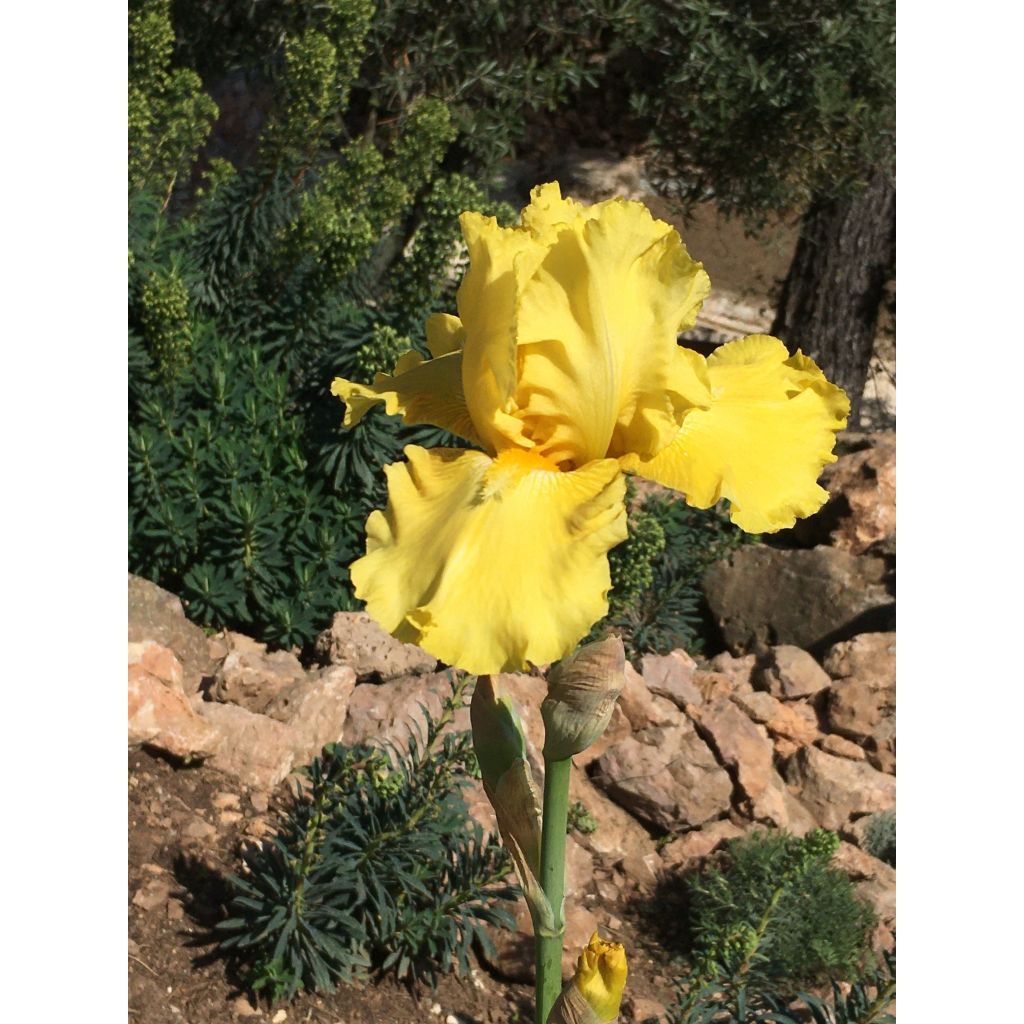 Iris germanica Total Recall - Giaggiolo paonazzo