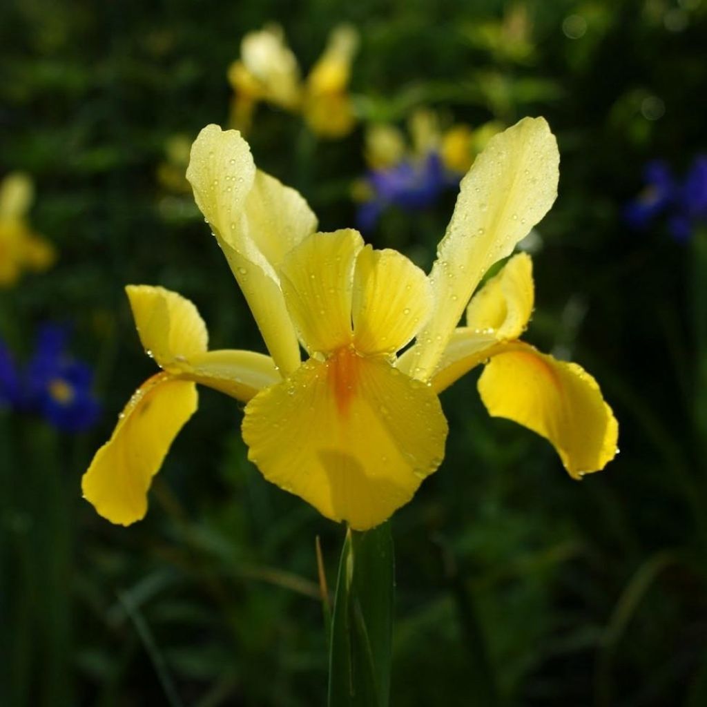 Iris hollandica Royal Yellow - Iris olandesi