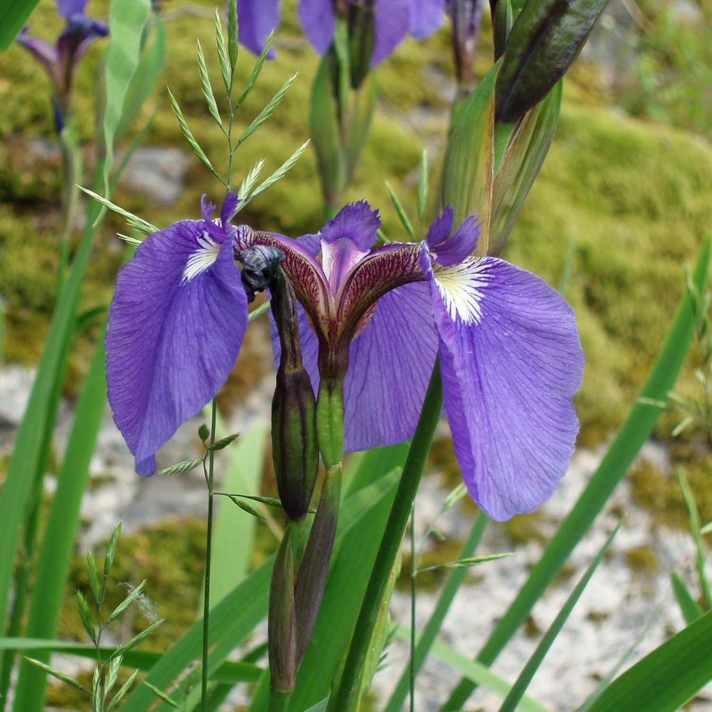 Iris setosa - Giaggiolo