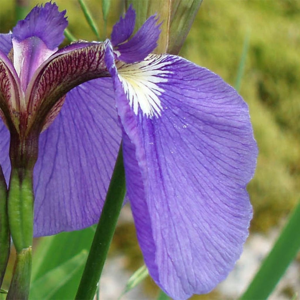 Iris setosa - Giaggiolo