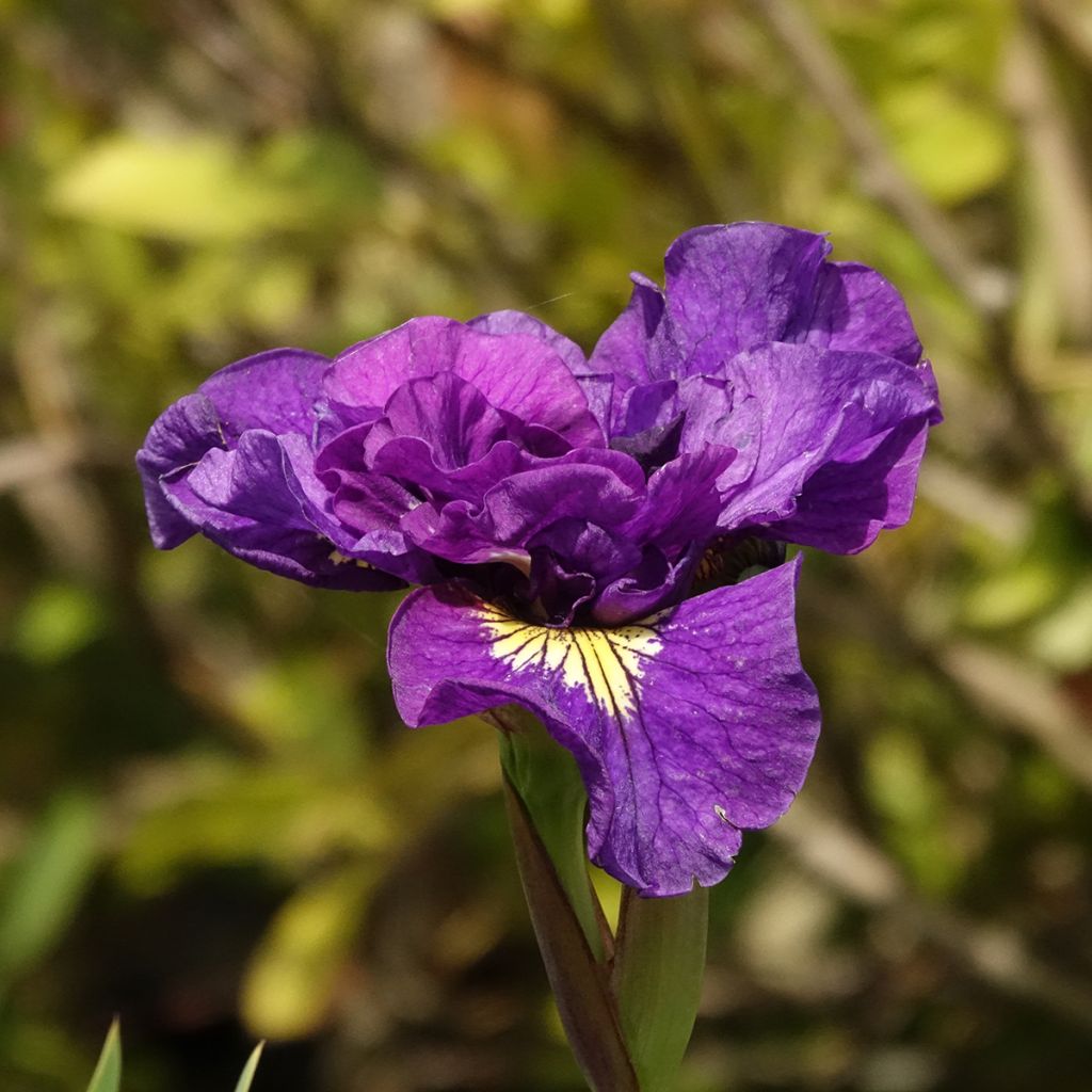 Iris sibirica Bundle of Joy - Giaggiolo siberiano