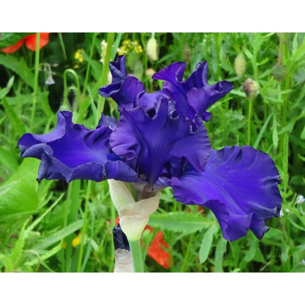 Iris germanica High Stakes - Giaggiolo paonazzo
