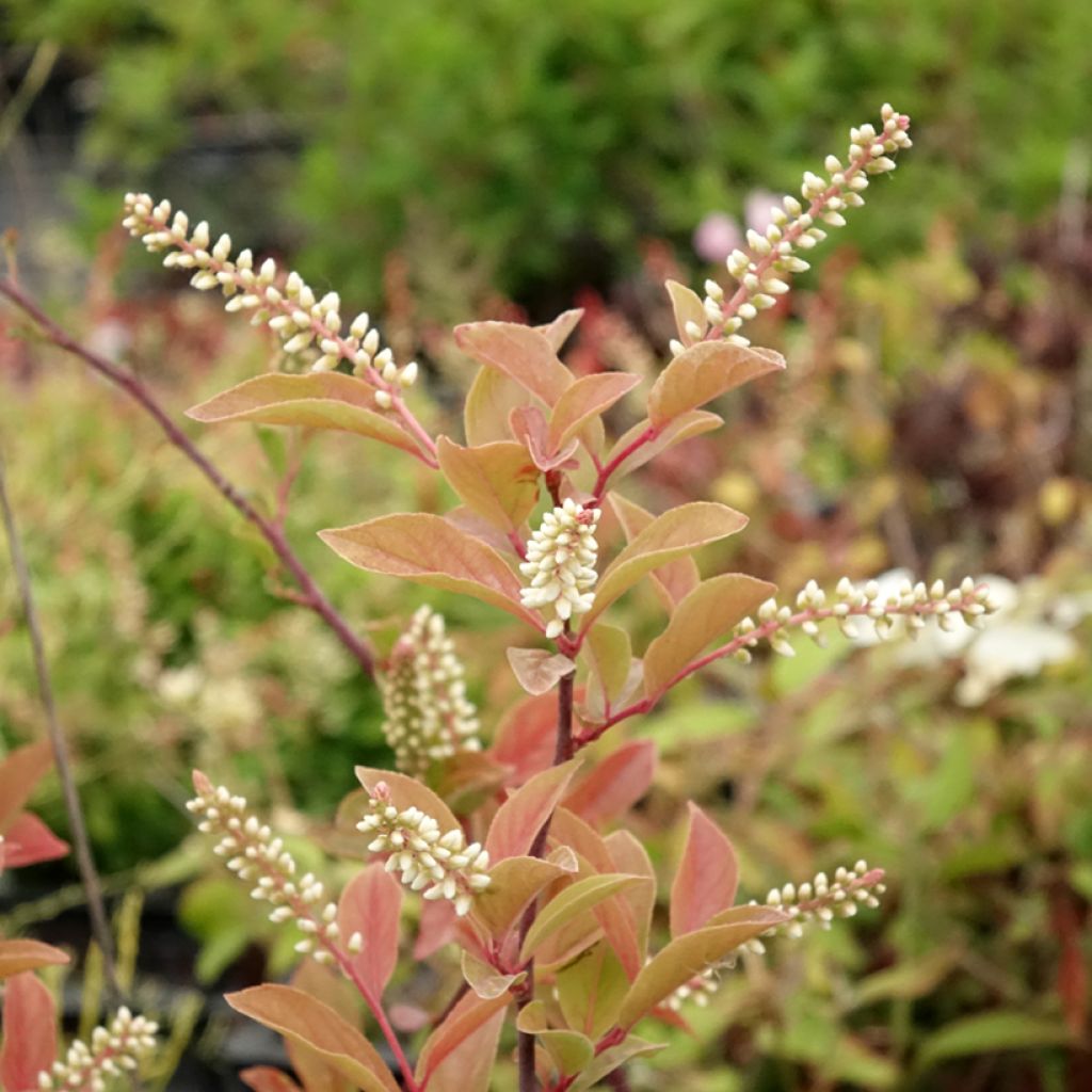 Itea virginica Henry's Garnet