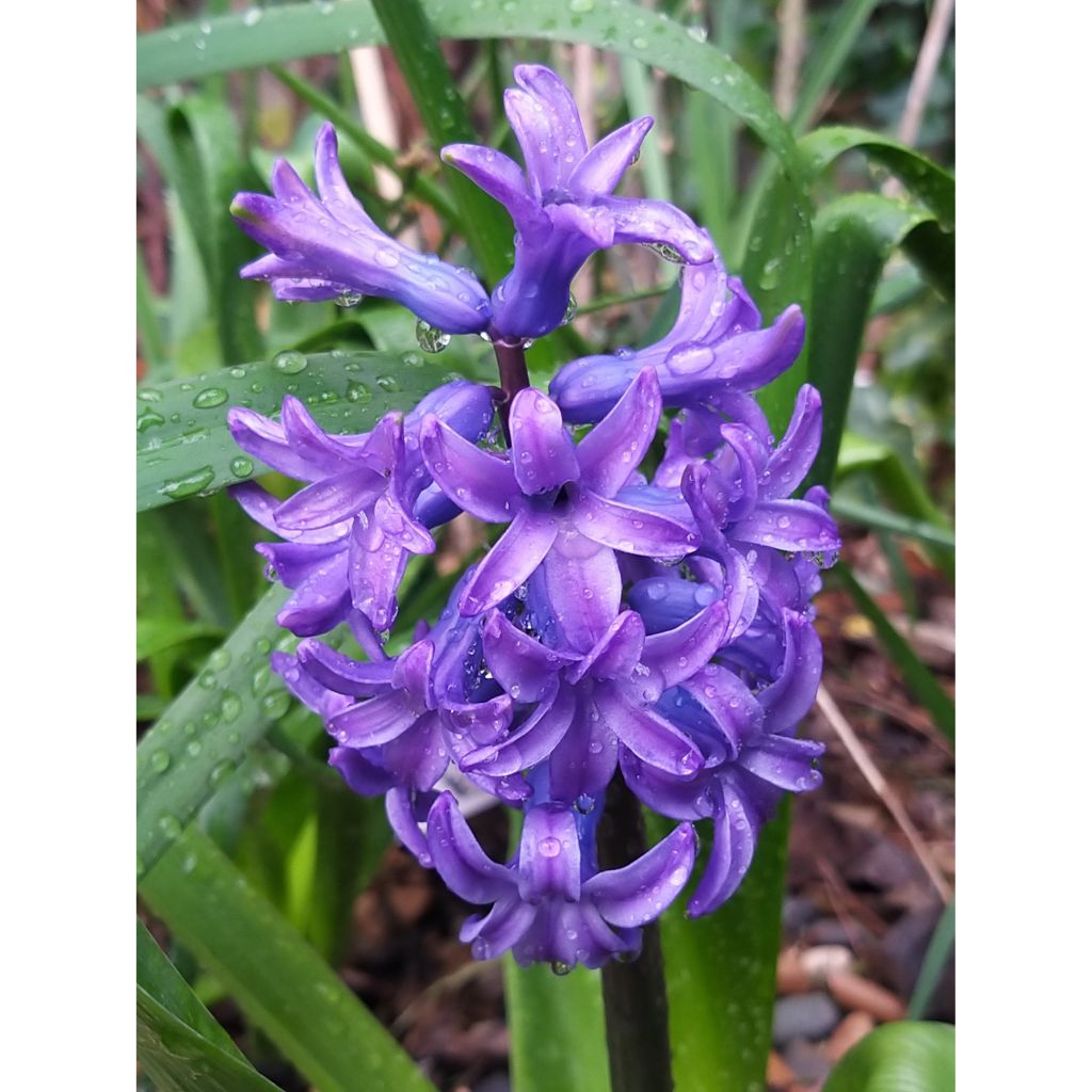 Giacinto Delft Blue - Hyacinthus