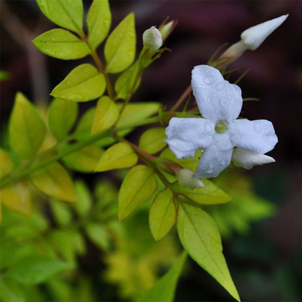 Jasminum officinalis Aureum - Gelsomino comune