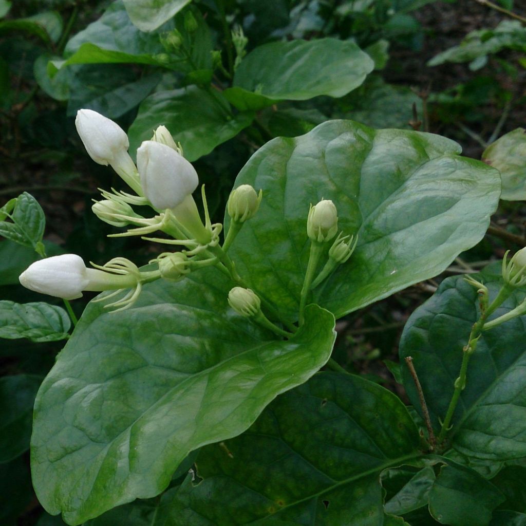 Jasminum sambac - Gelsomino arabo