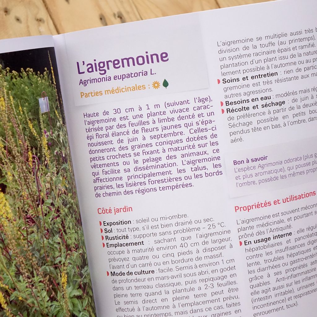 Je crée mon carré médicinal