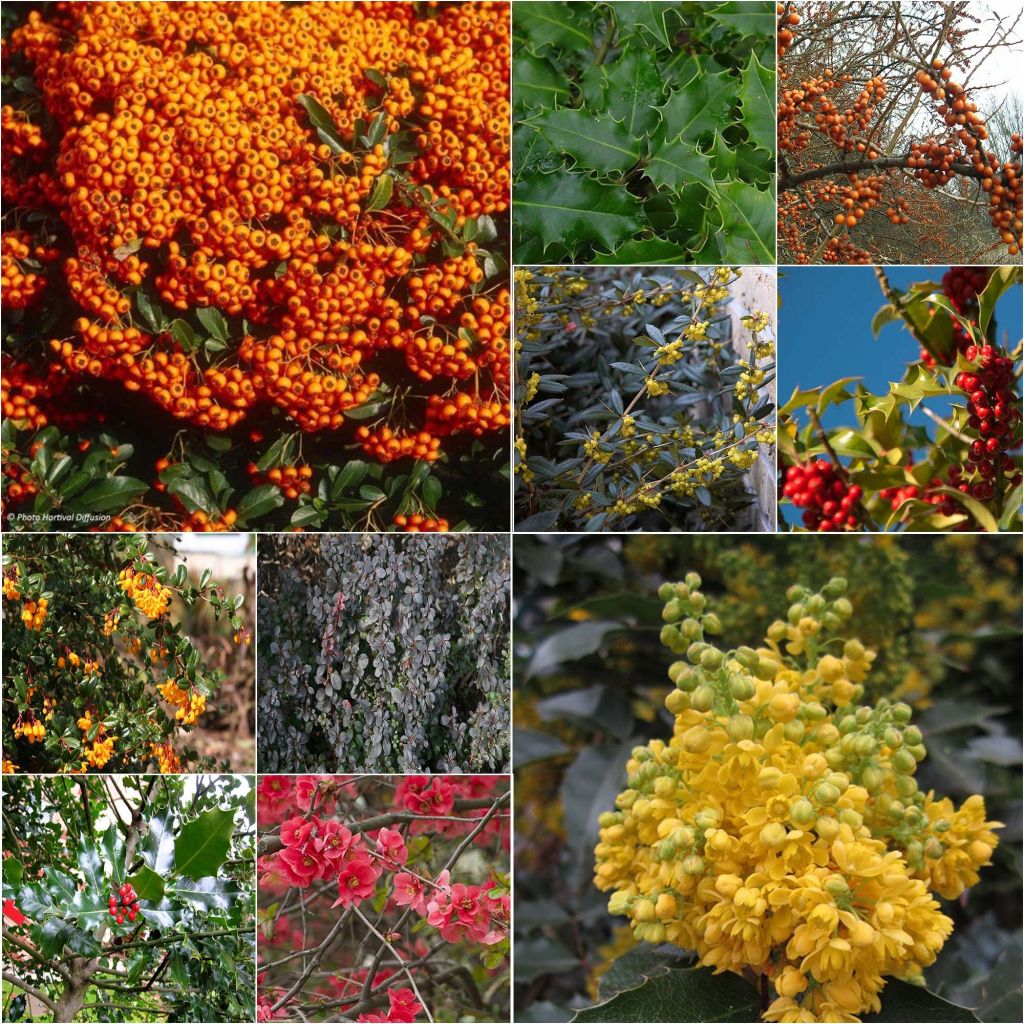 Kit siepe difensiva eco