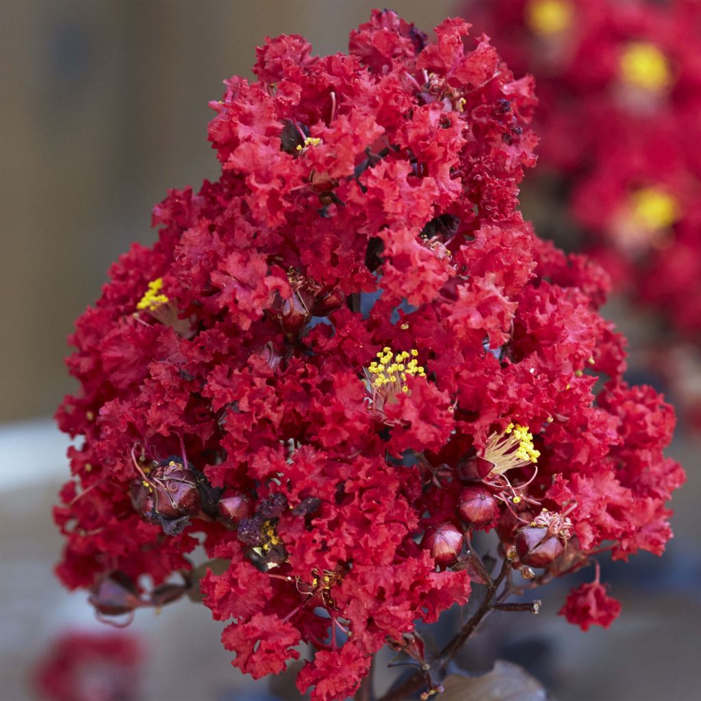 Lagerstroemia Black Solitaire Red Hot - Mirto crespo