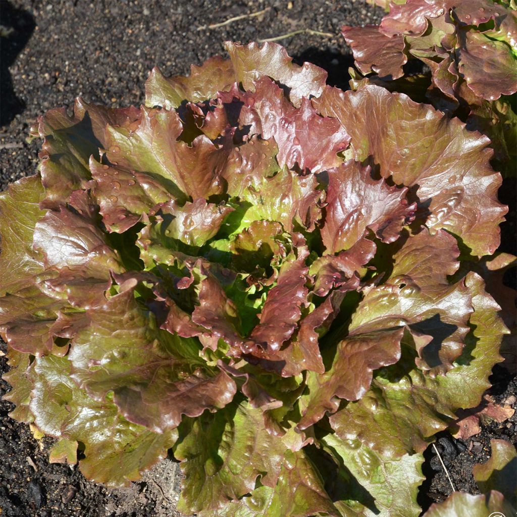 Laitue Batavia Rouge Relay Bio - Ferme de Sainte Marthe