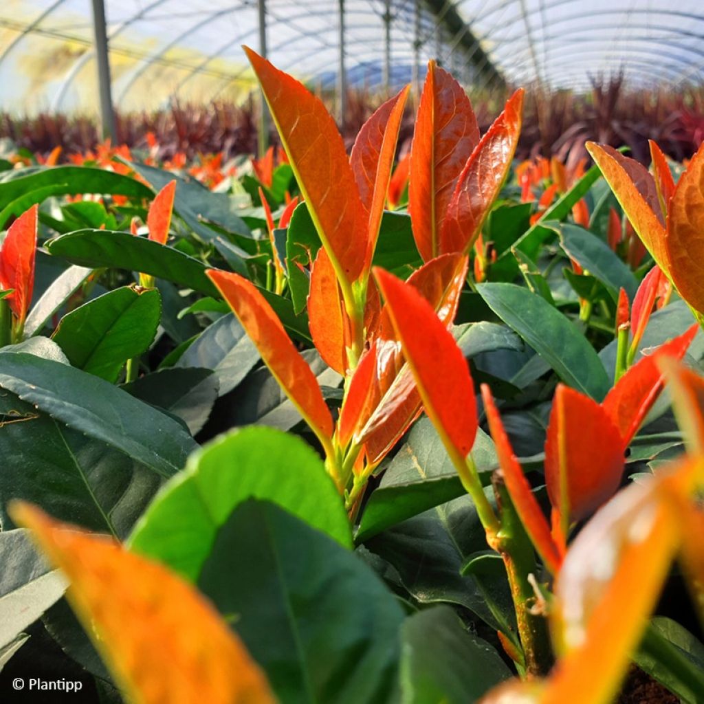 Lauroceraso Copperbell