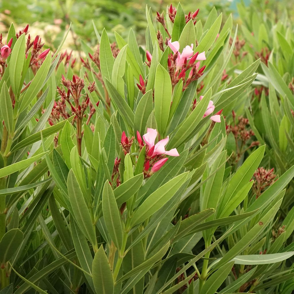 Nerium oleander Magaly – Oleandro