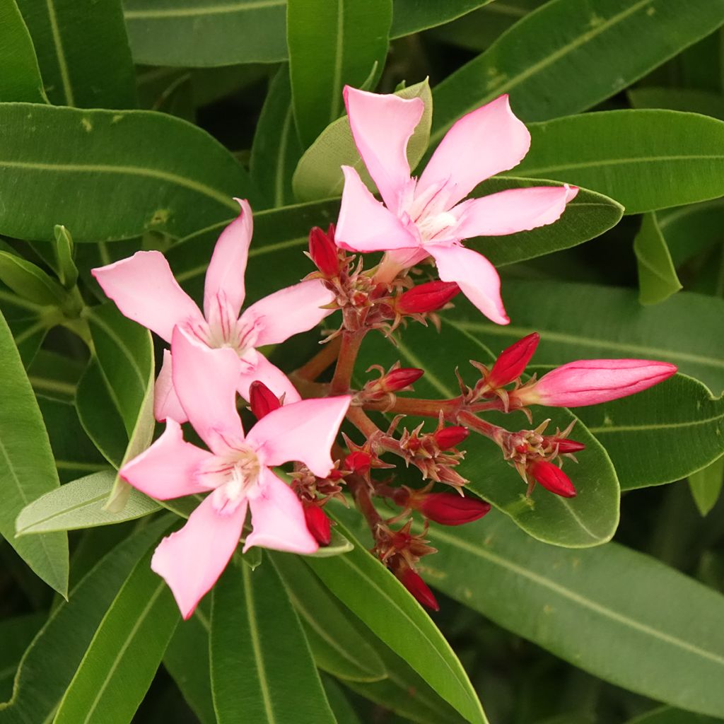 Nerium oleander Magaly – Oleandro