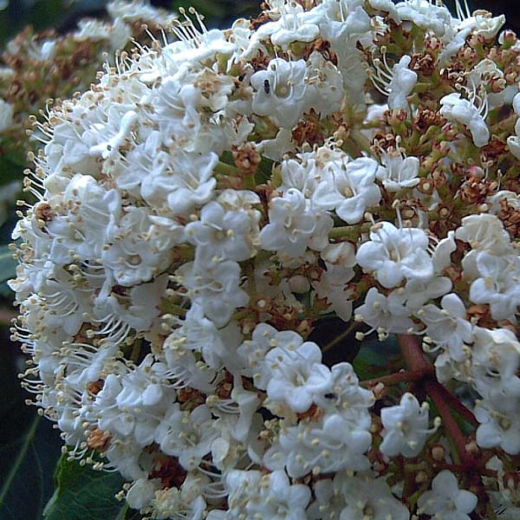 Viburnum tinus