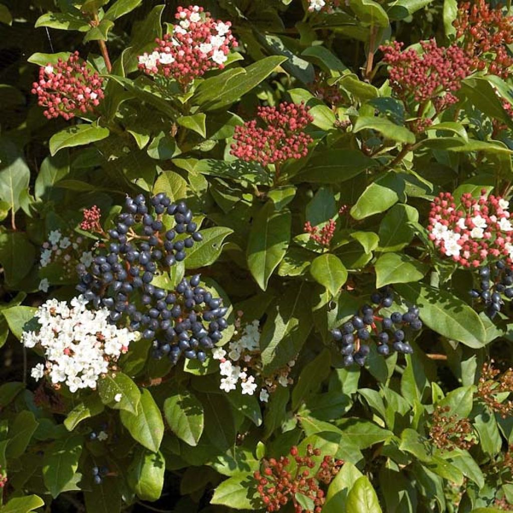 Viburnum tinus