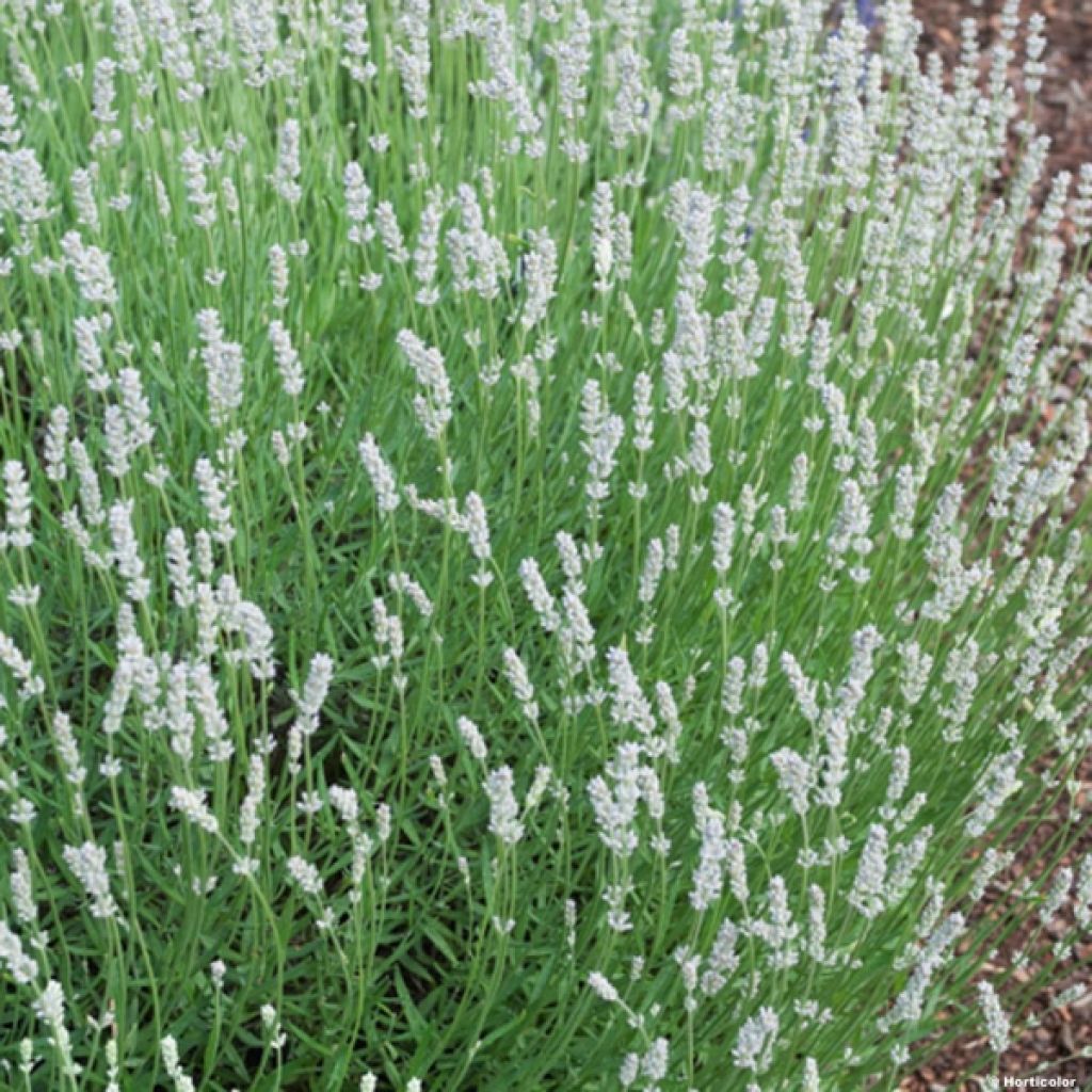 Lavandula intermedia Edelweiss - Lavandino