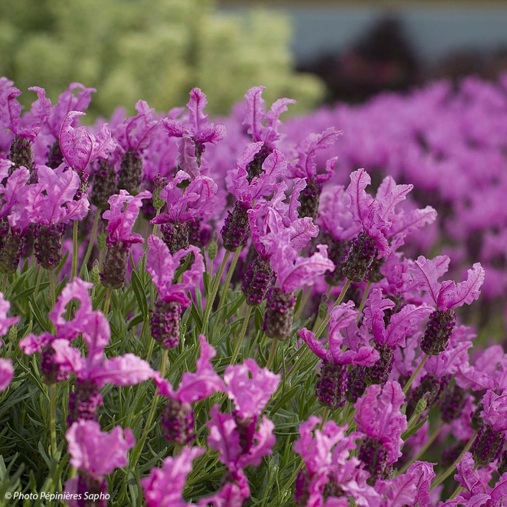 Lavandula stoechas The Princess - Lavanda selvatica