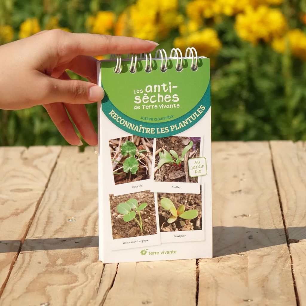 Les antisèches de Terre vivante : Reconnaître les plantules