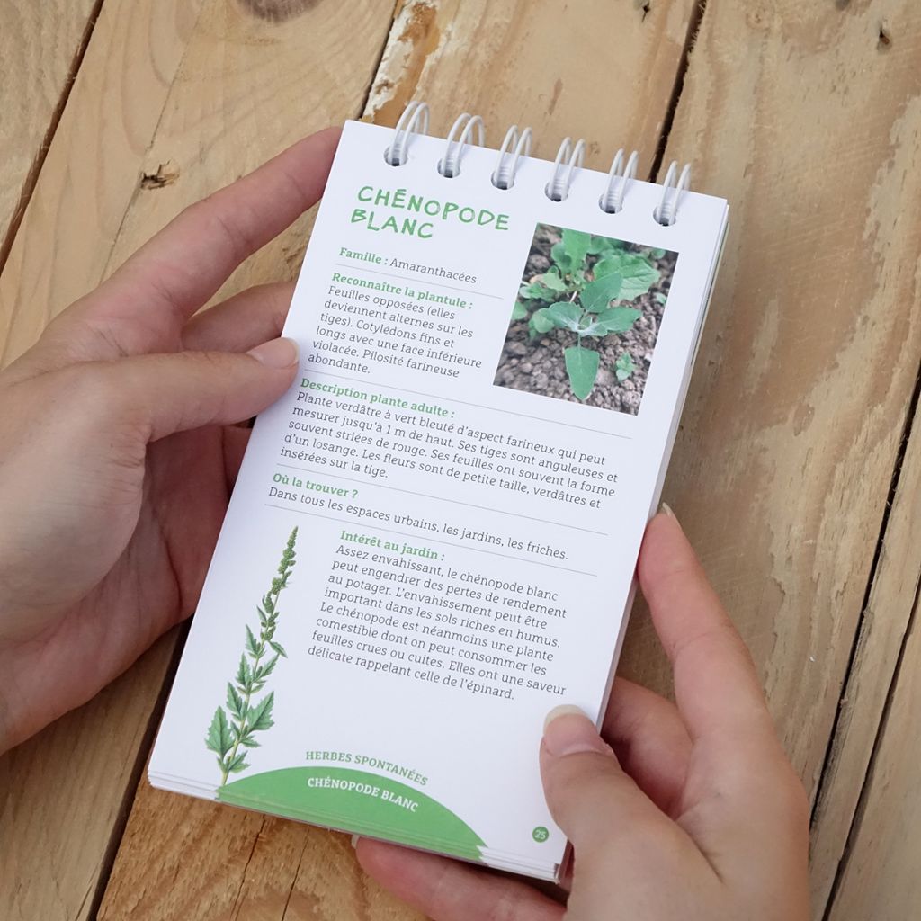 Les antisèches de Terre vivante : Reconnaître les plantules