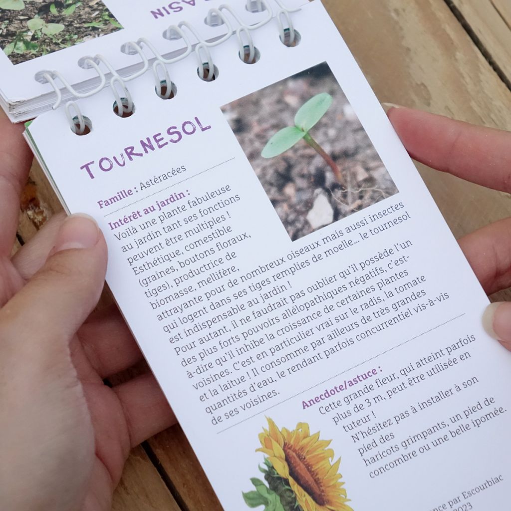 Les antisèches de Terre vivante : Reconnaître les plantules