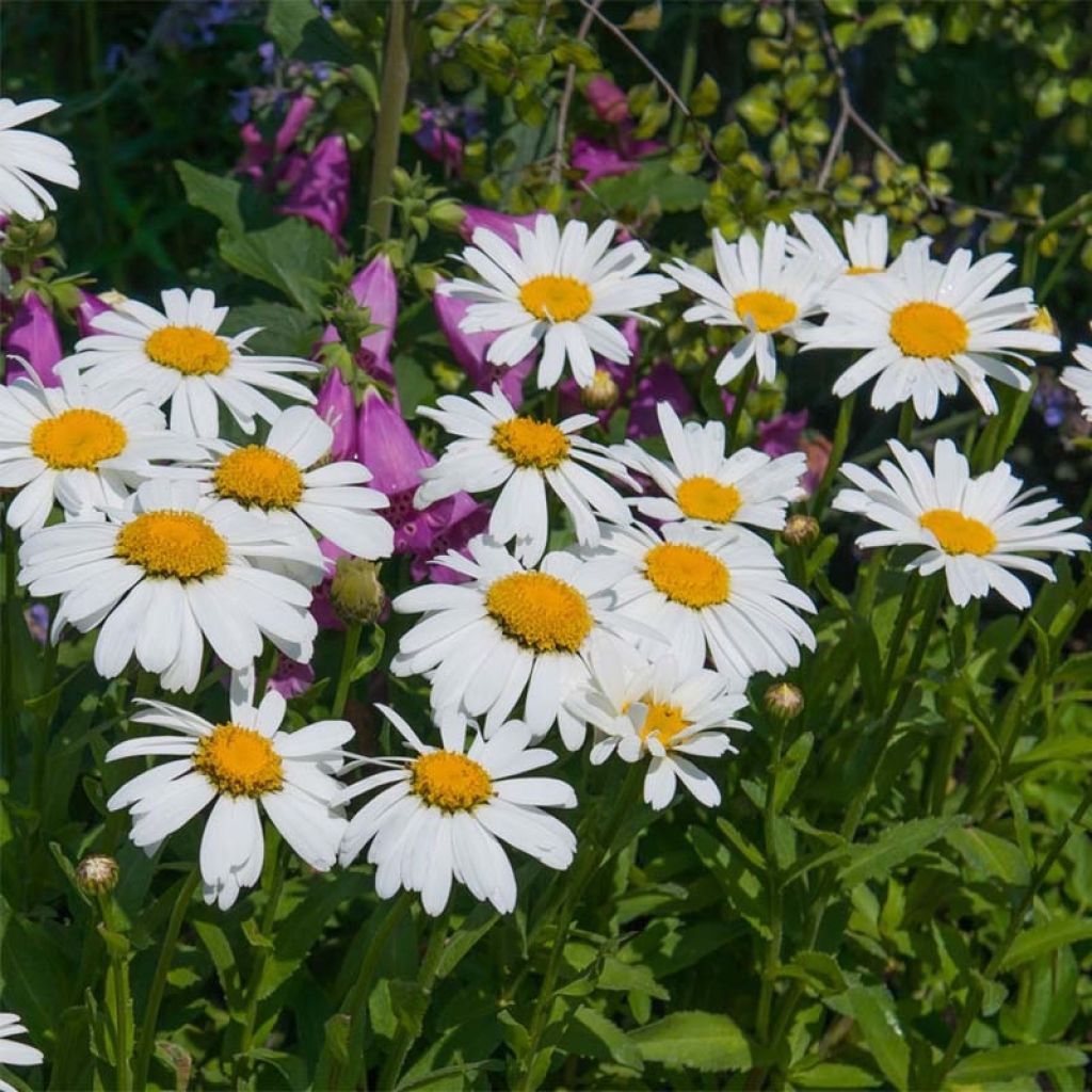 Leucanthemum superbum Petite Princesse d'Argent - Margherita
