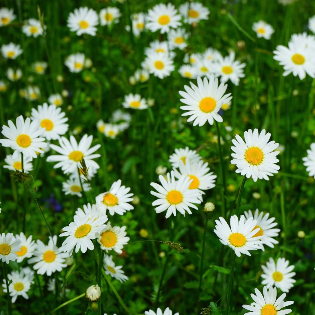 Leucanthemum superbum Petite Princesse d'Argent - Margherita