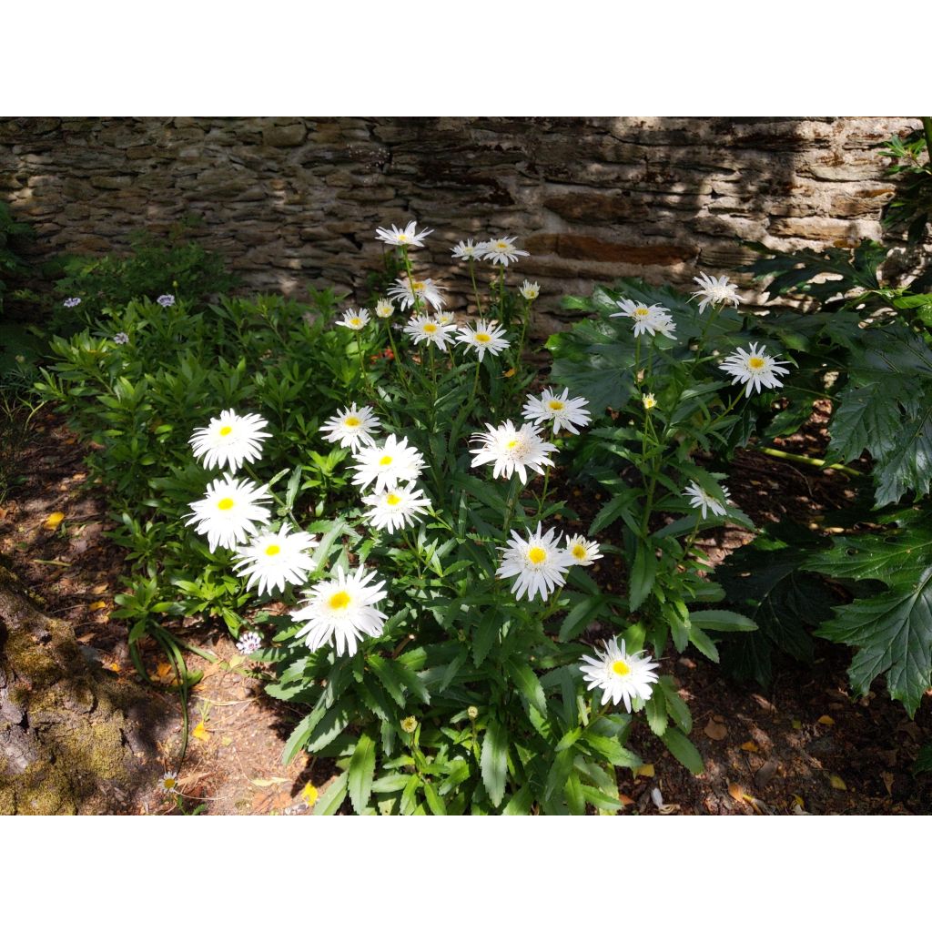 Leucanthemum superbum Christine Hagemann - Margherita