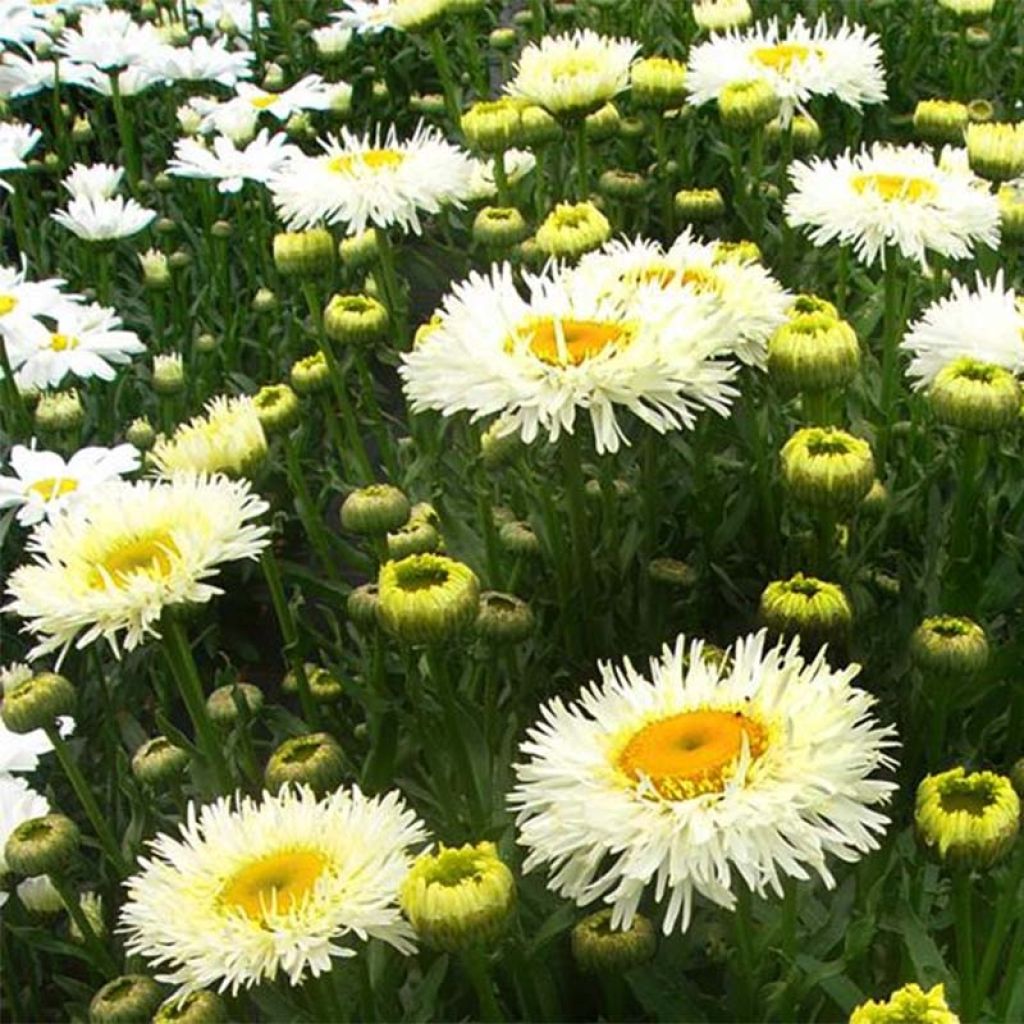 Leucanthemum superbum Real Galaxy - Margherita