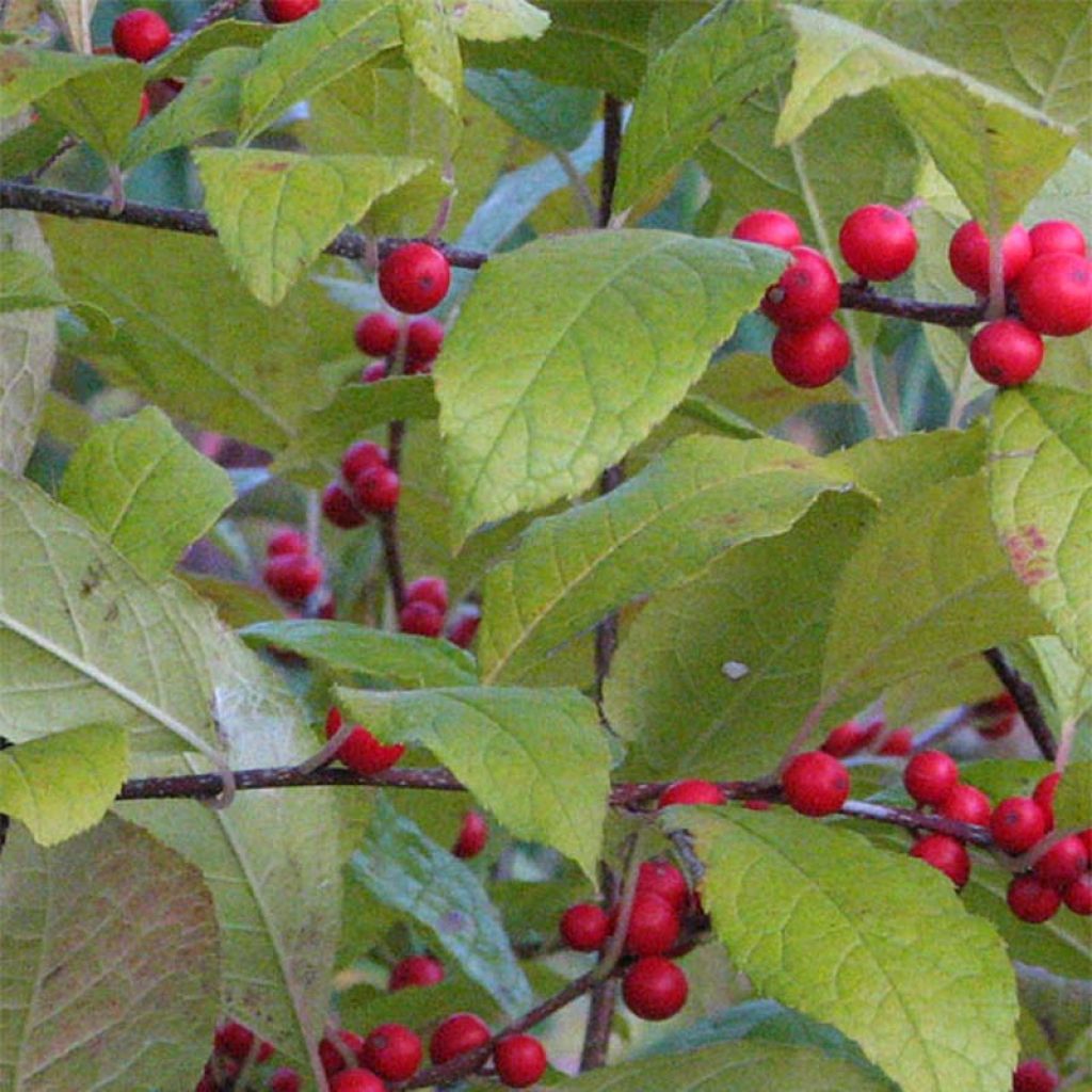 Ilex verticillata - Agrifoglio