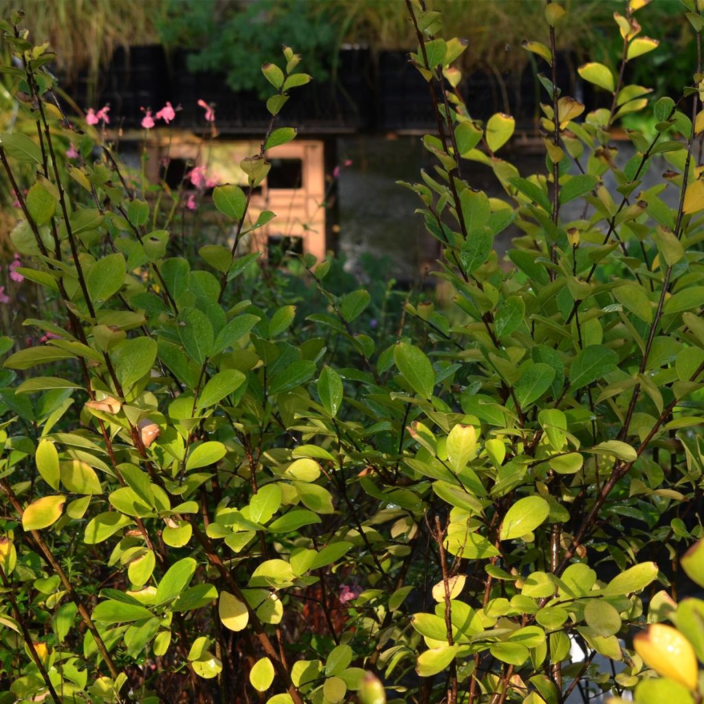 Lagerstroemia Kimono - Mirto crespo