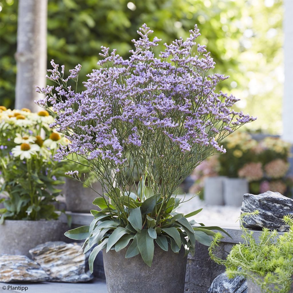 Limonium gmelinii Dazzle Rocks