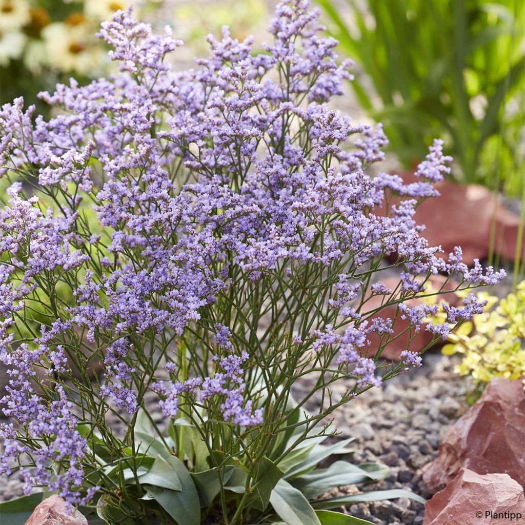 Limonium gmelinii Dazzle Rocks