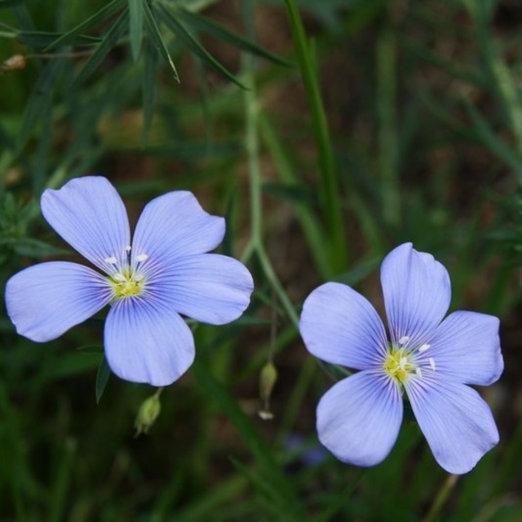 Linum perenne - Lino perenne