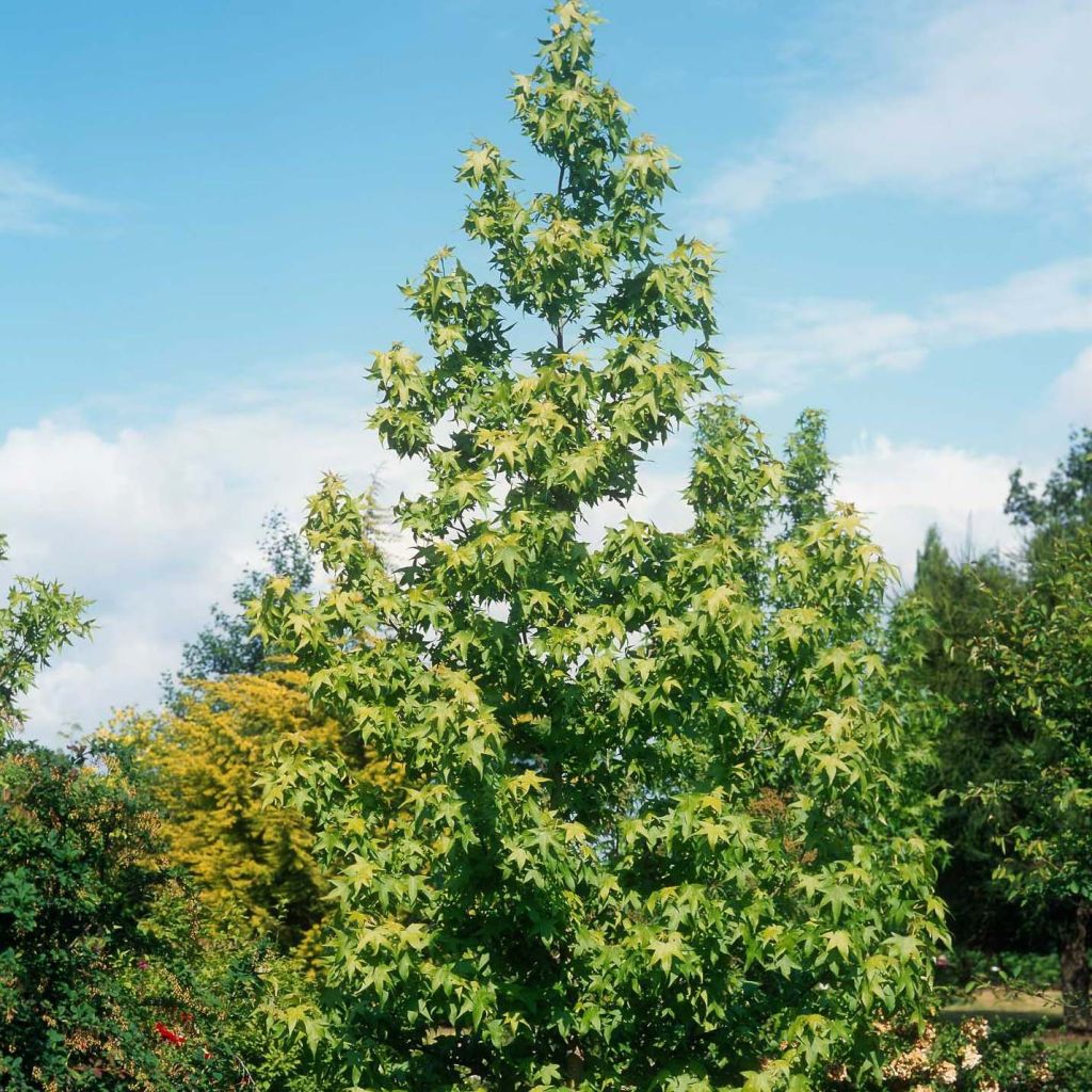 Liquidambar styraciflua Thea - Storace americano
