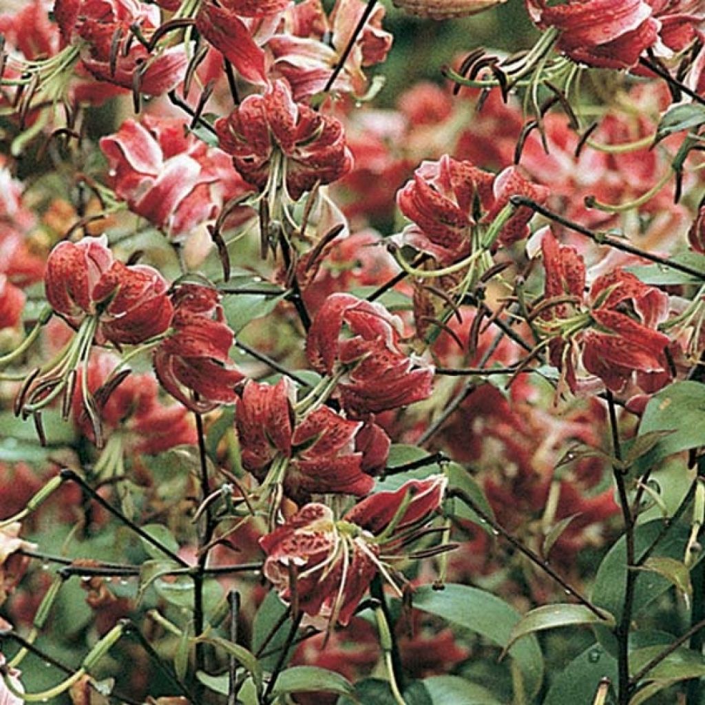 Giglio orientale ibrido Black Beauty