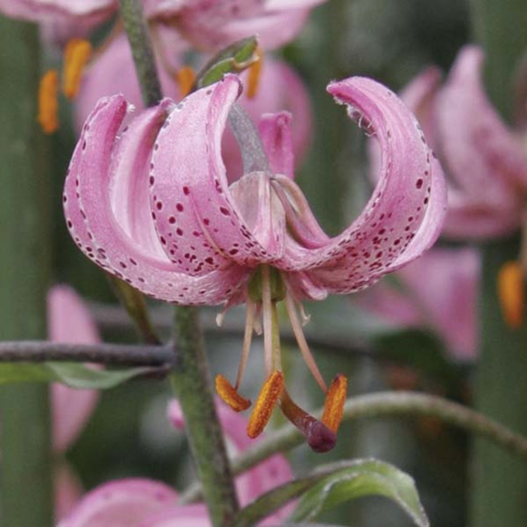 Giglio martagone - Lilium martagon