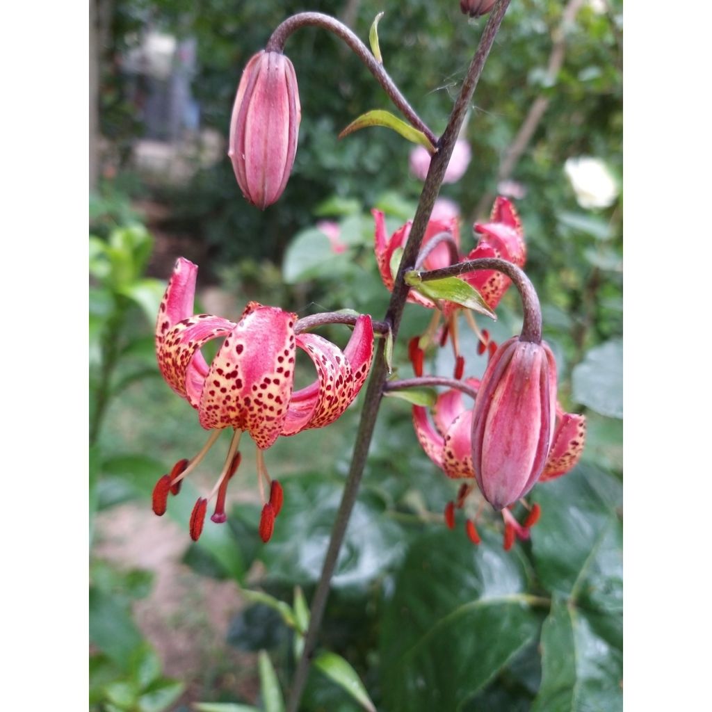 Giglio martagone Manitoba Morning